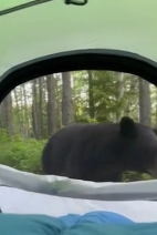 Cặp đôi bất ngờ gặp gấu đen khi đang hưởng tuần trăng mật